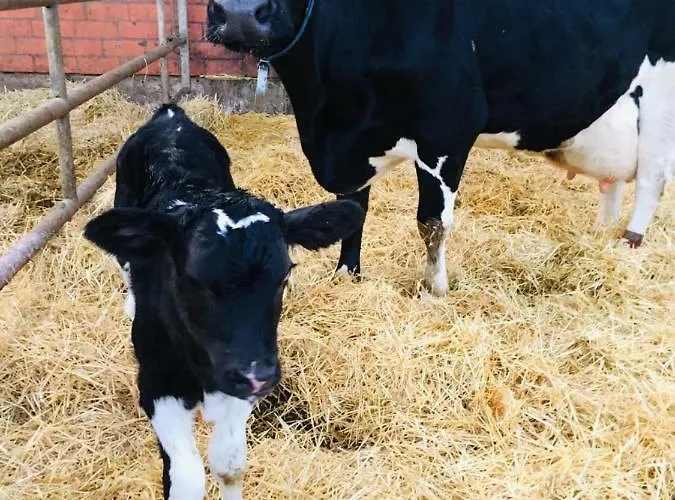 Bauernhof Steffens Vakantieboerderij *